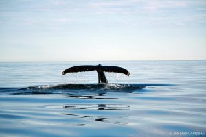 baleine-canada