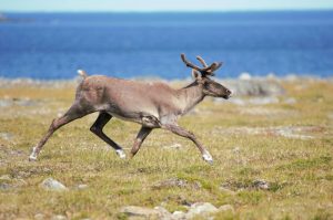 wapiti-quebec